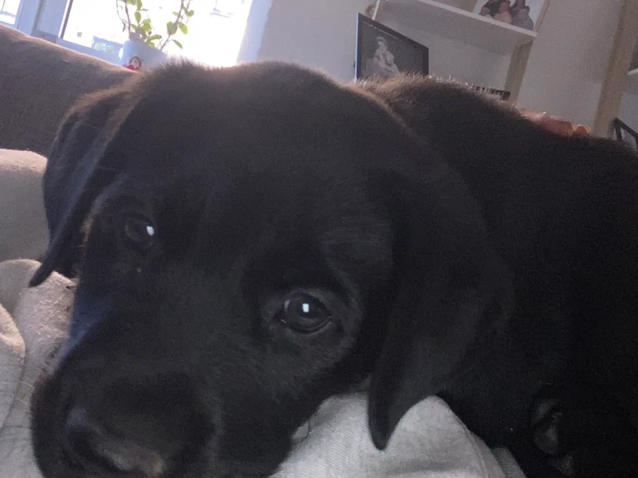 Billede 2 - 75% Labrador/ 25%rottweiler hvalp 
