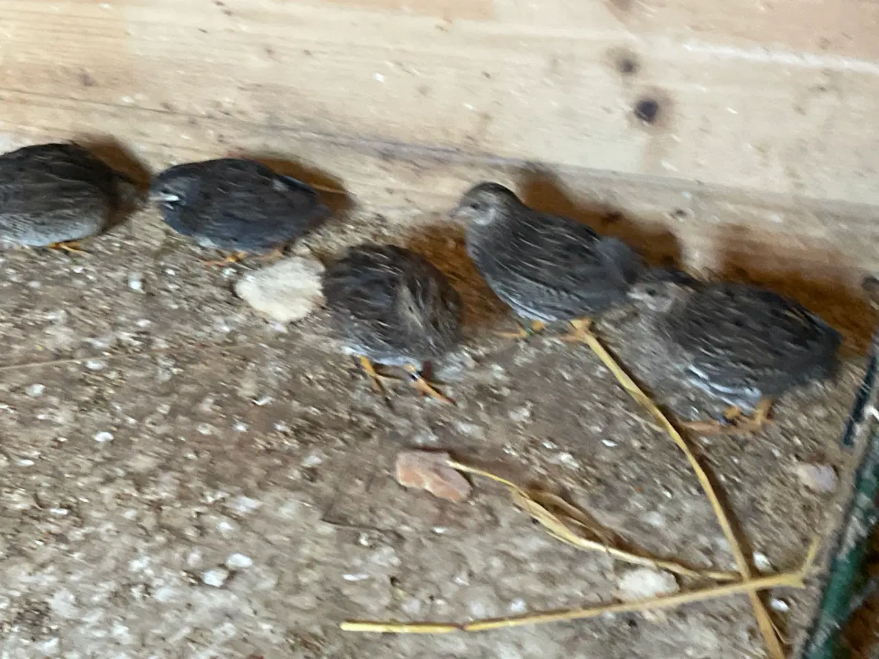 Billede 2 - Dværgvagtler naturfarvede sælges