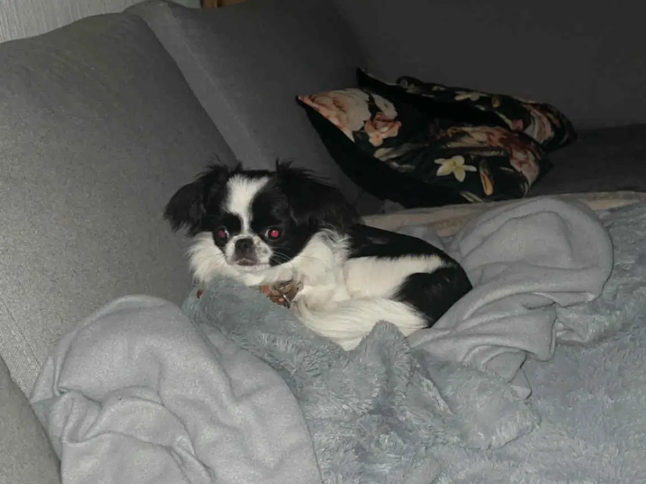 Billede 3 - Chihuahua/japanese chin blandning