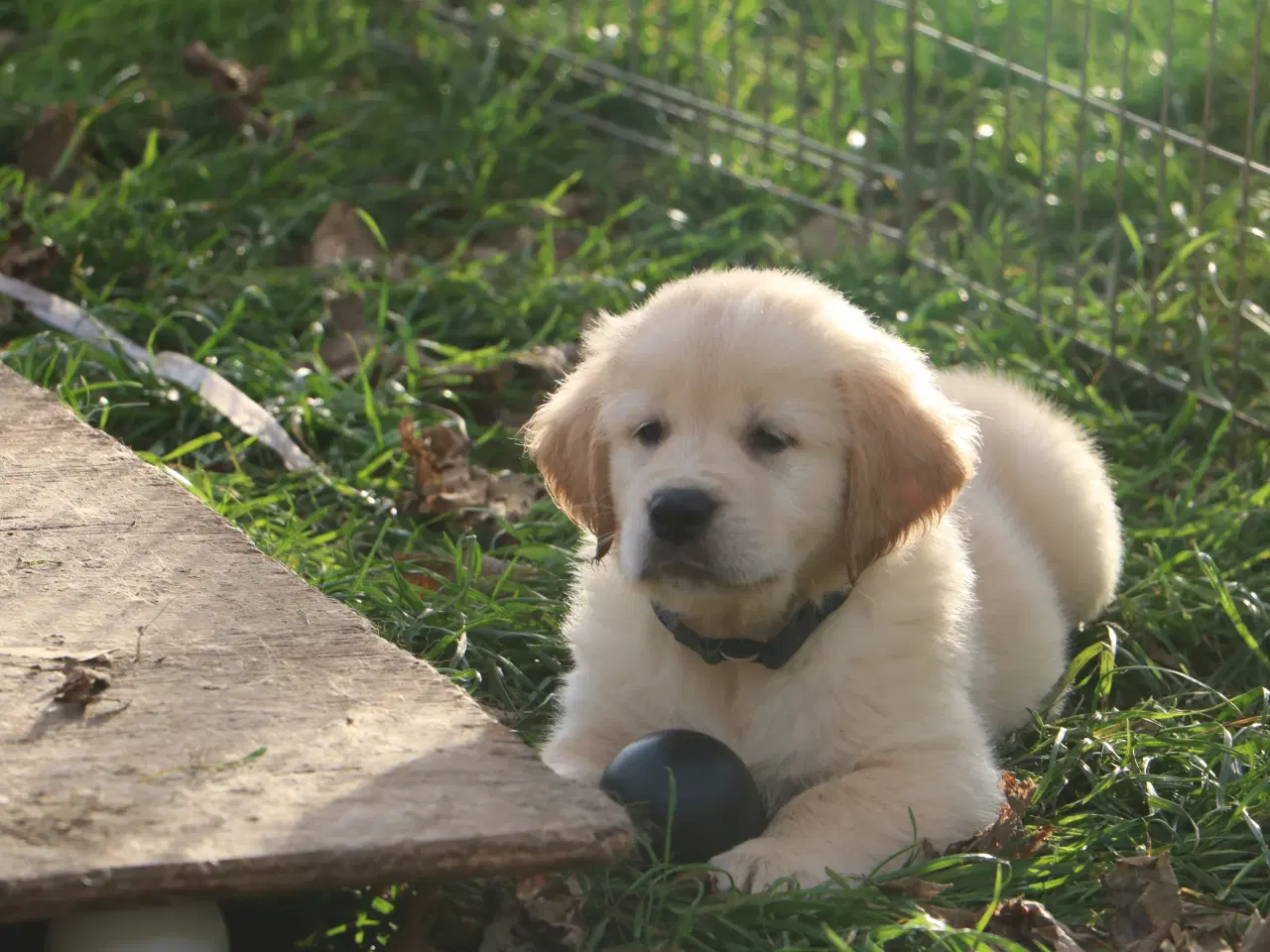 Billede 13 - Verdens smukkeste Golden Retriever er nu til salg!