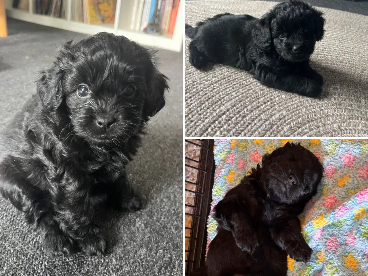 Billede 1 - Skønne Puddelblandinger💗