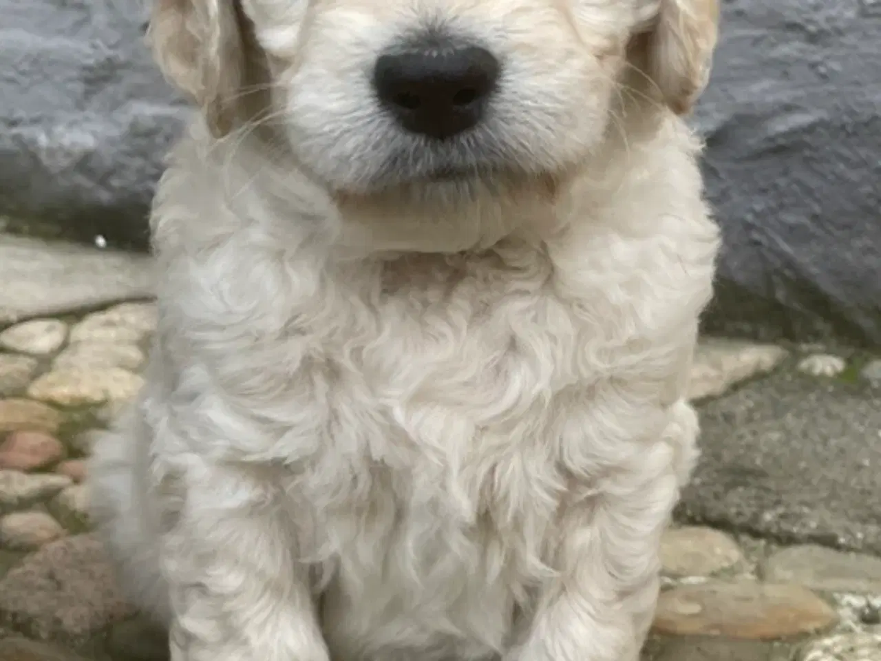 Billede 13 - Doodle - Goldendoodle-hvalpe