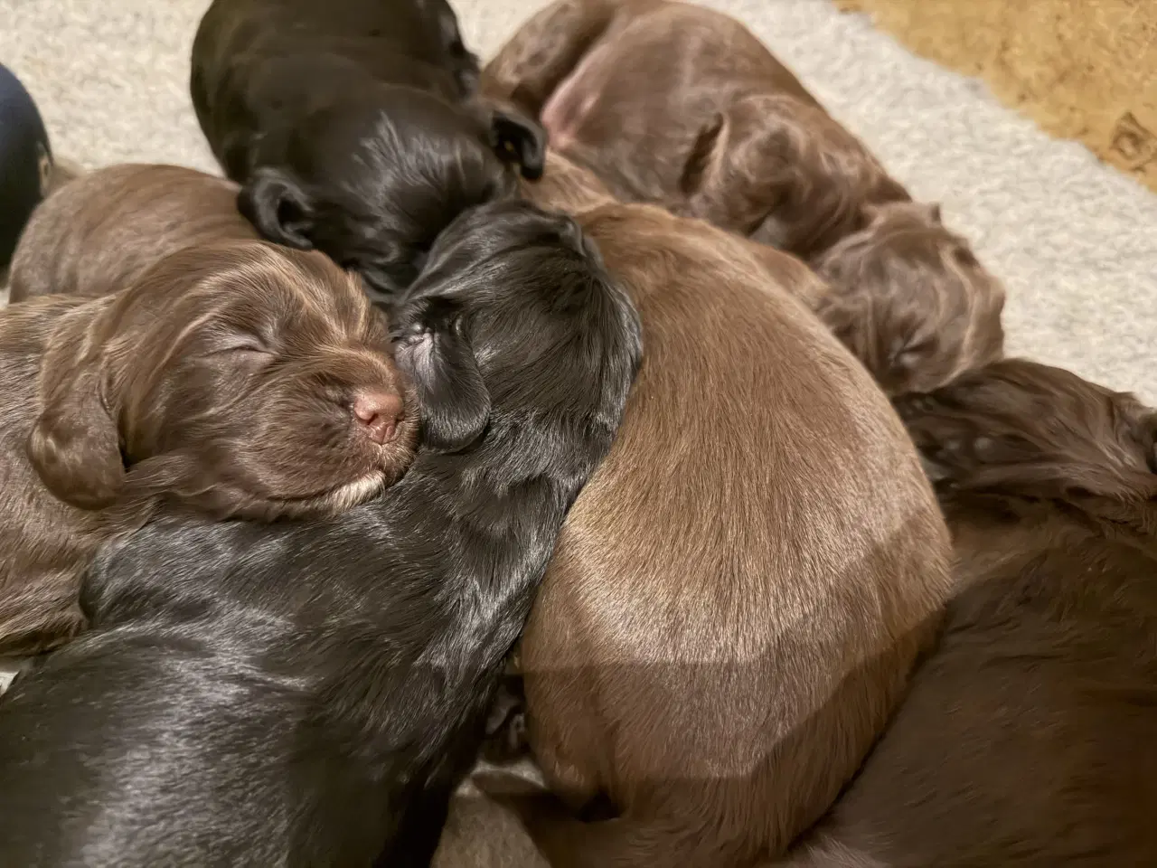 Billede 5 - Ft Cocker Spaniel 