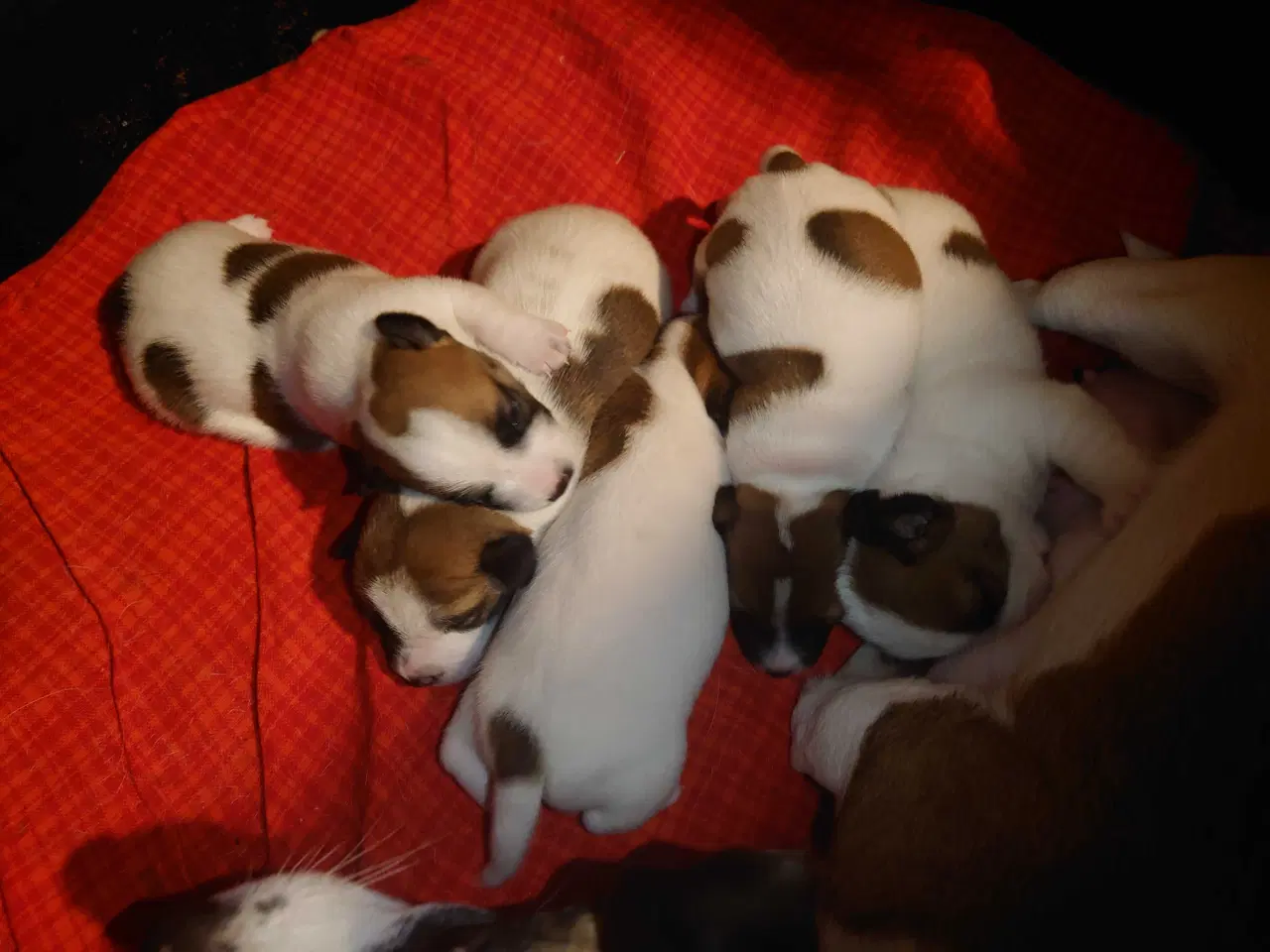 Billede 1 - Jack Russell hvalpe (lav benet type)