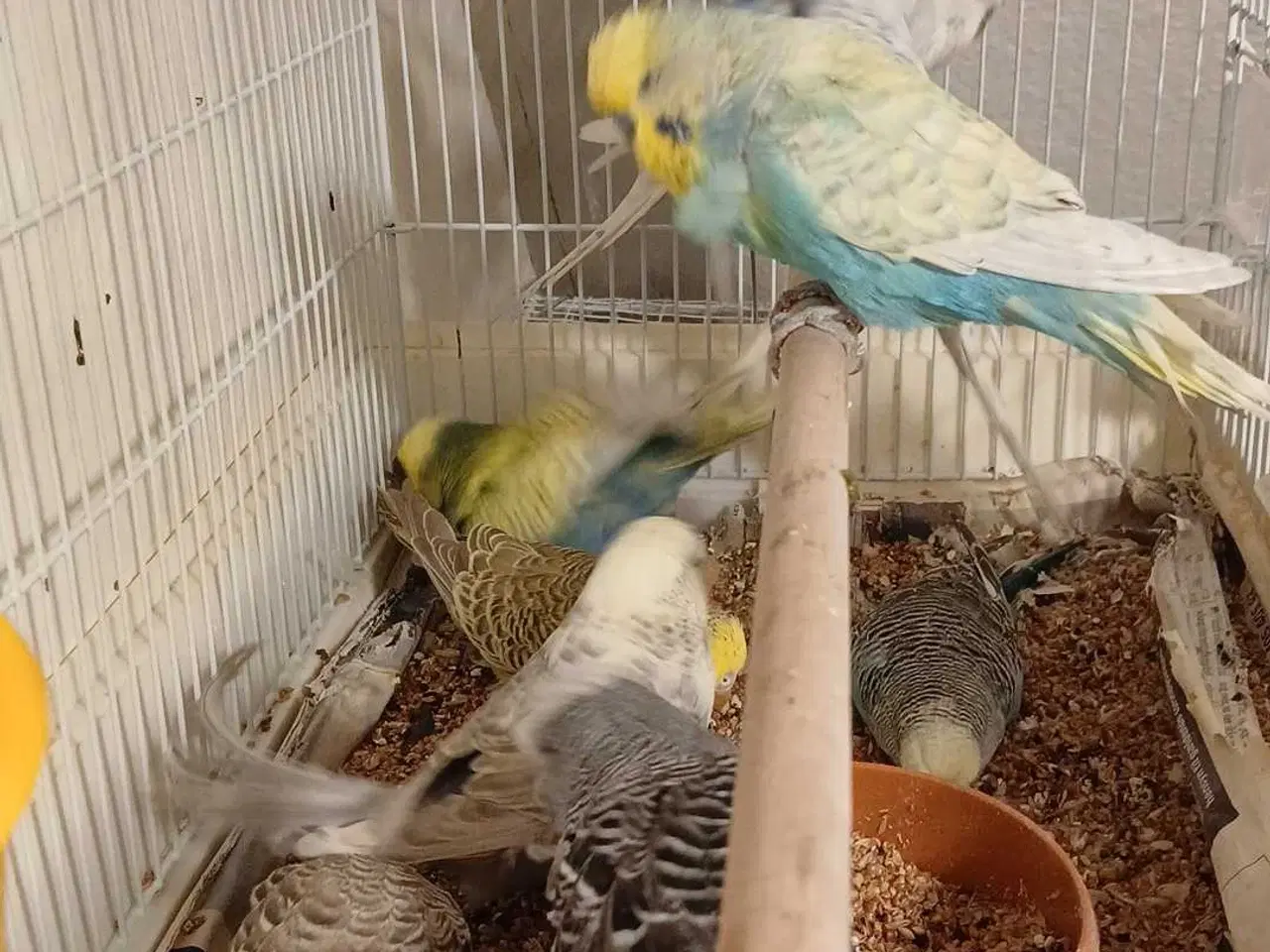 Billede 14 - 9 engelske undulater 