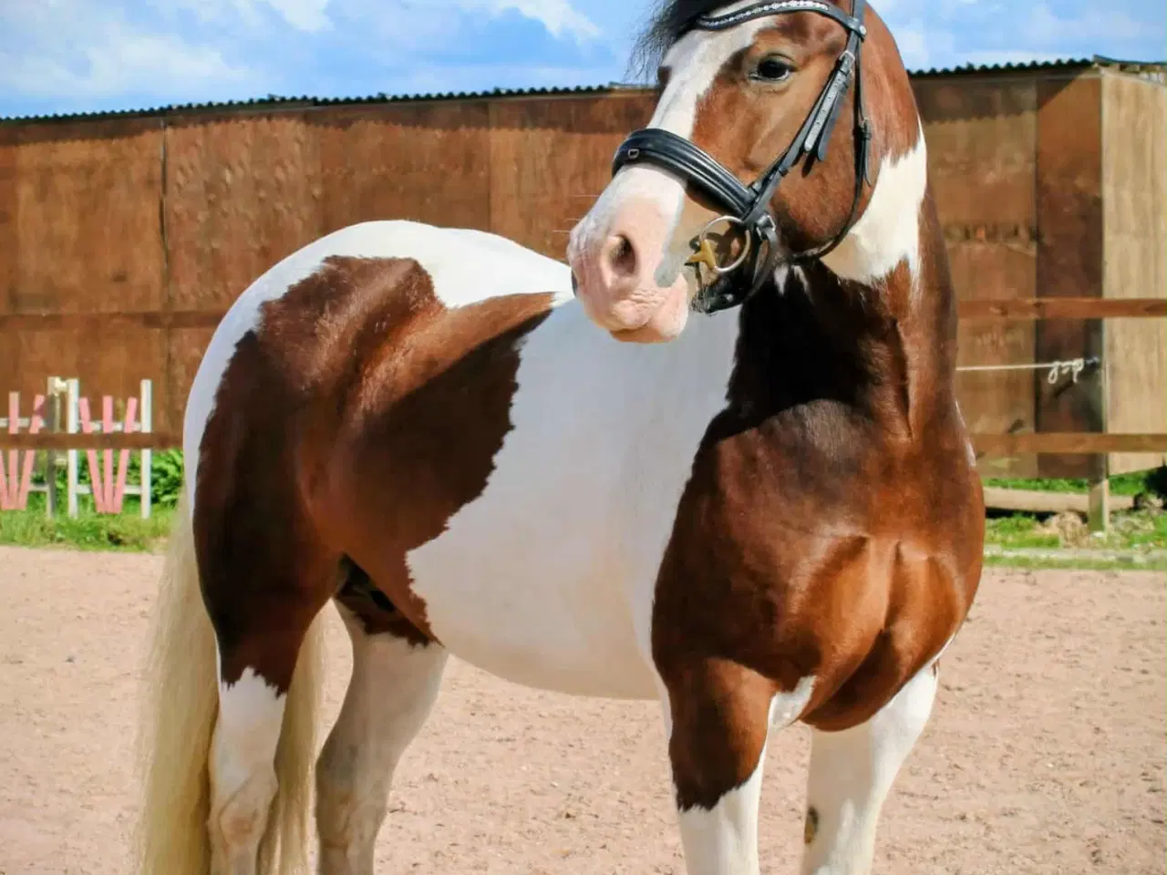 Billede 3 - Irish cob hoppe 