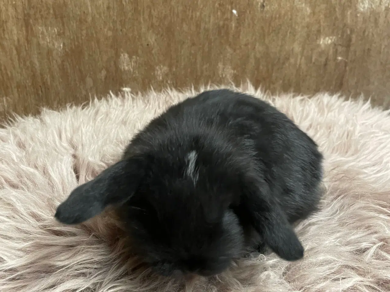 Billede 10 - Minilop unge klar 21/2 (dreng)