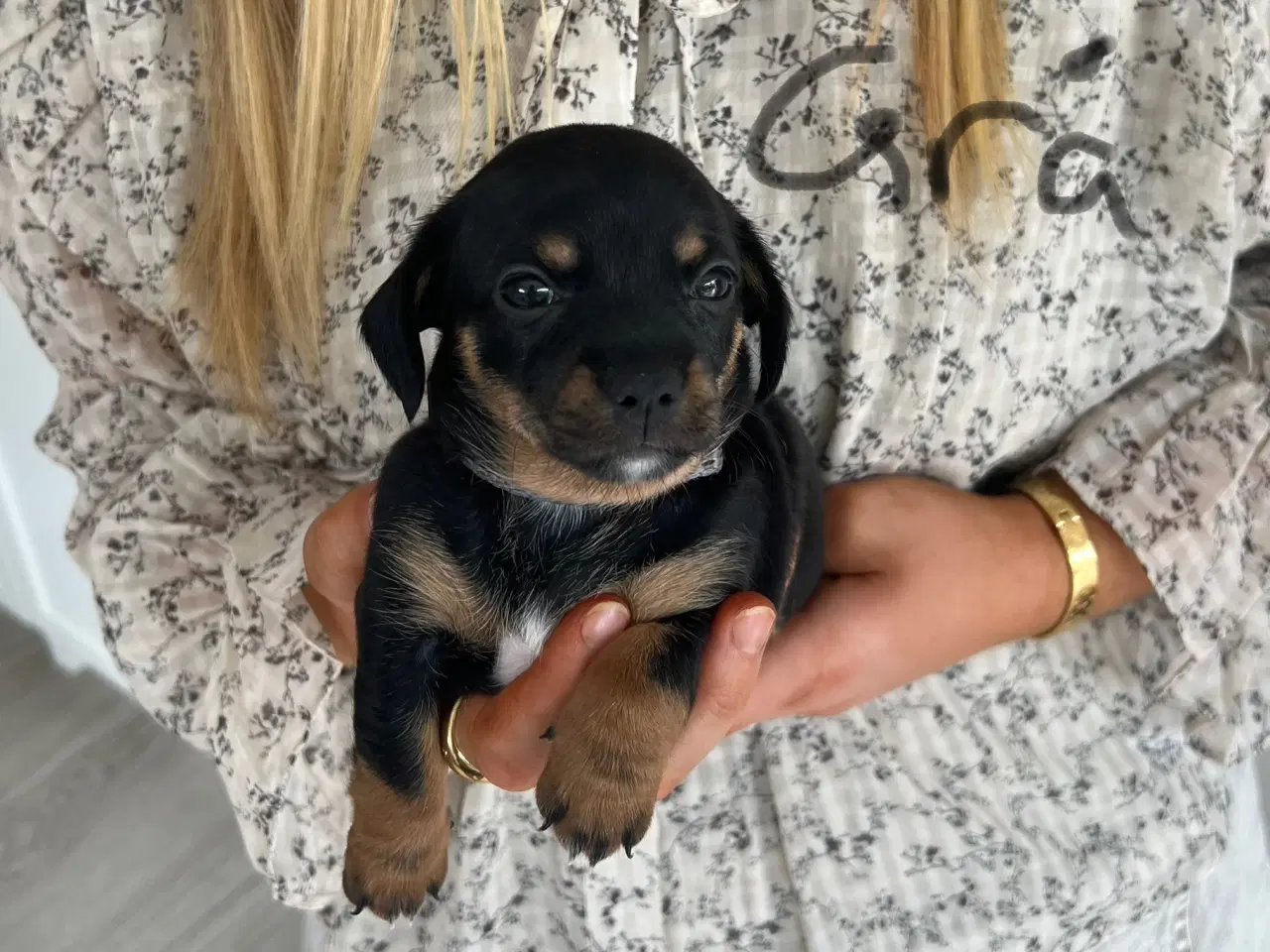 Billede 4 - Chiweenie - hvalp til slag - 4 skønne små piger 