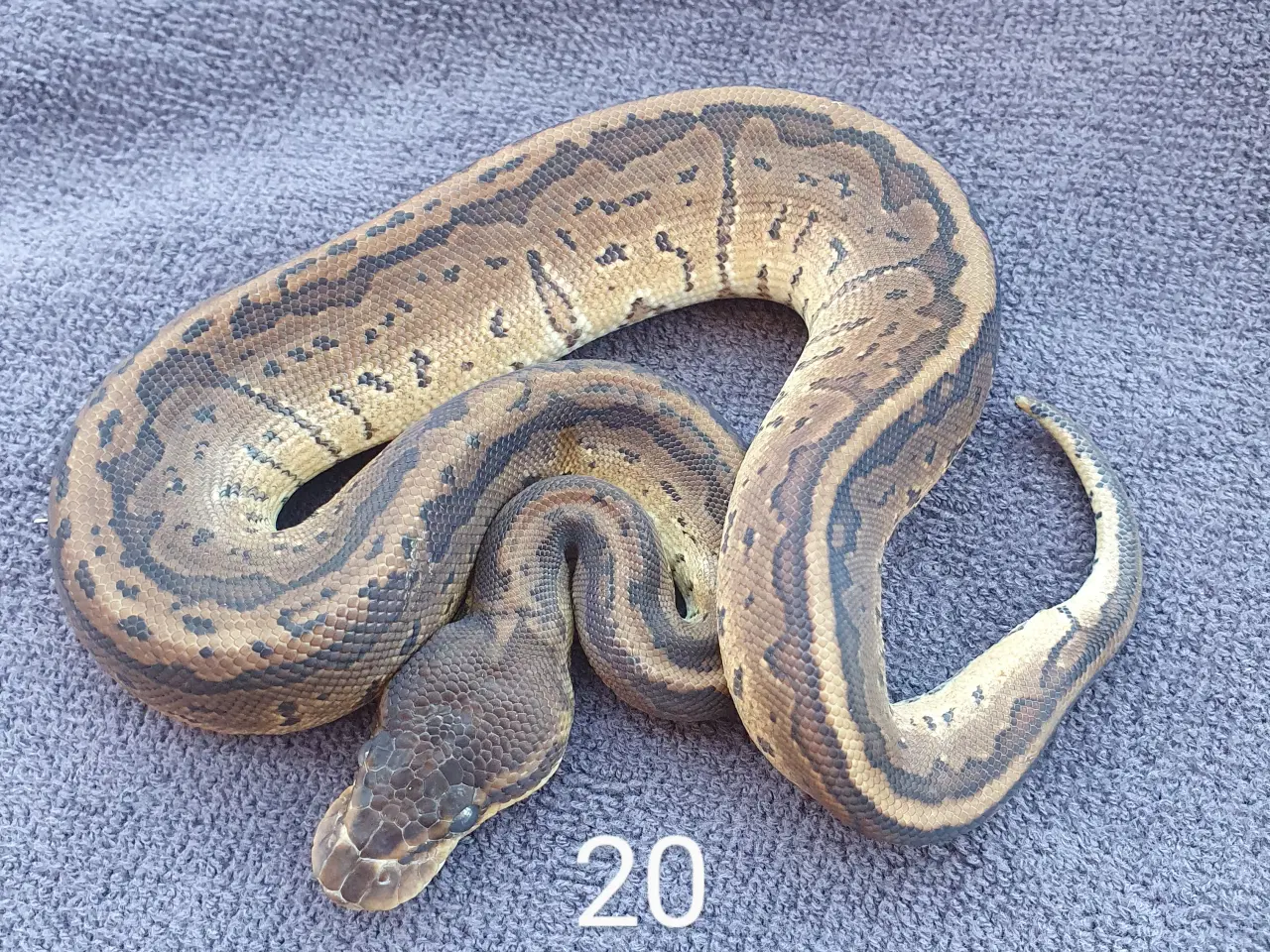 Billede 6 - Pied kongepythons osv.