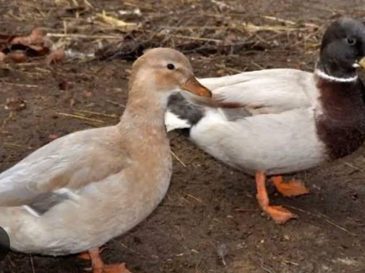 Billede 1 - Mignonænder 