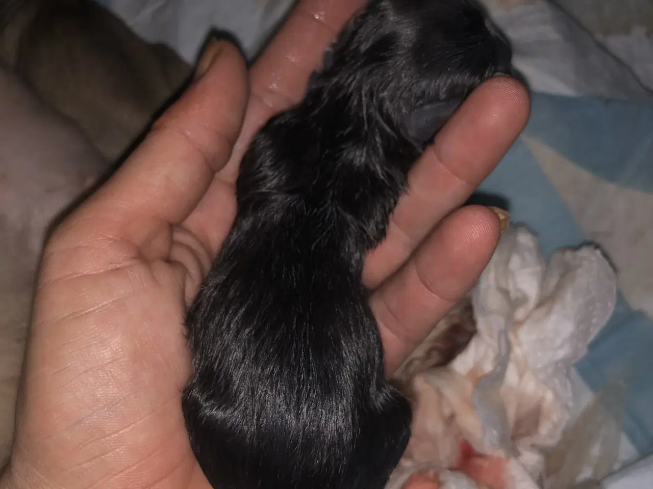 Billede 5 - Shih Tzu/ Chihuahua blanding