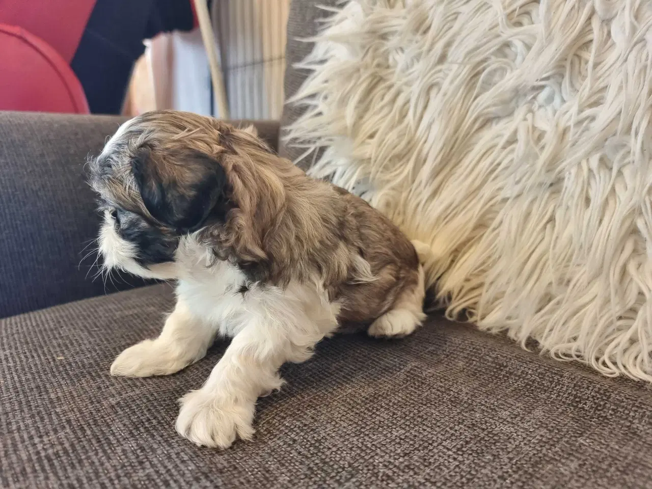 Billede 6 - Shih tzu hvalpe 