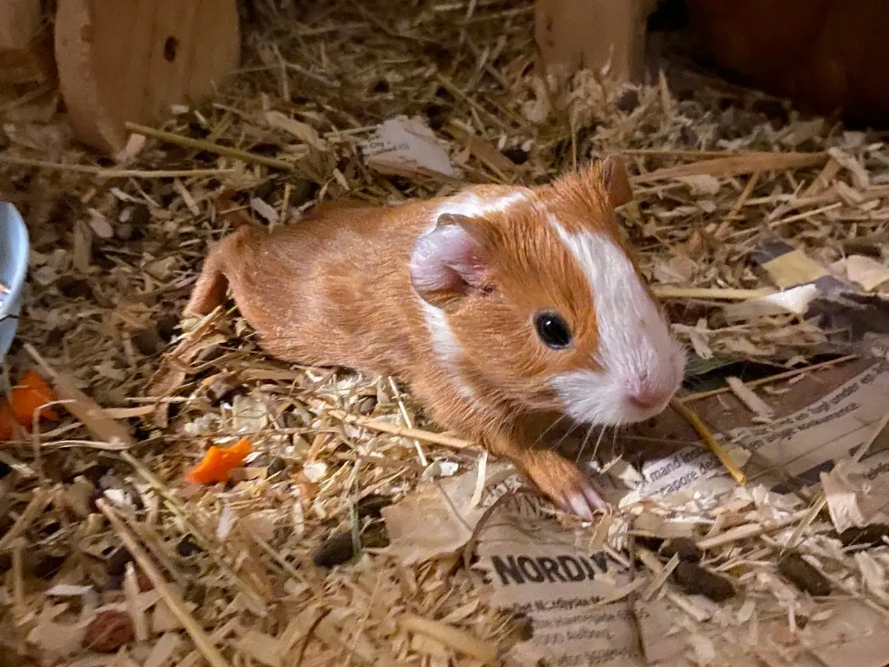 Billede 2 - Marvinunge klar til nyt hjem