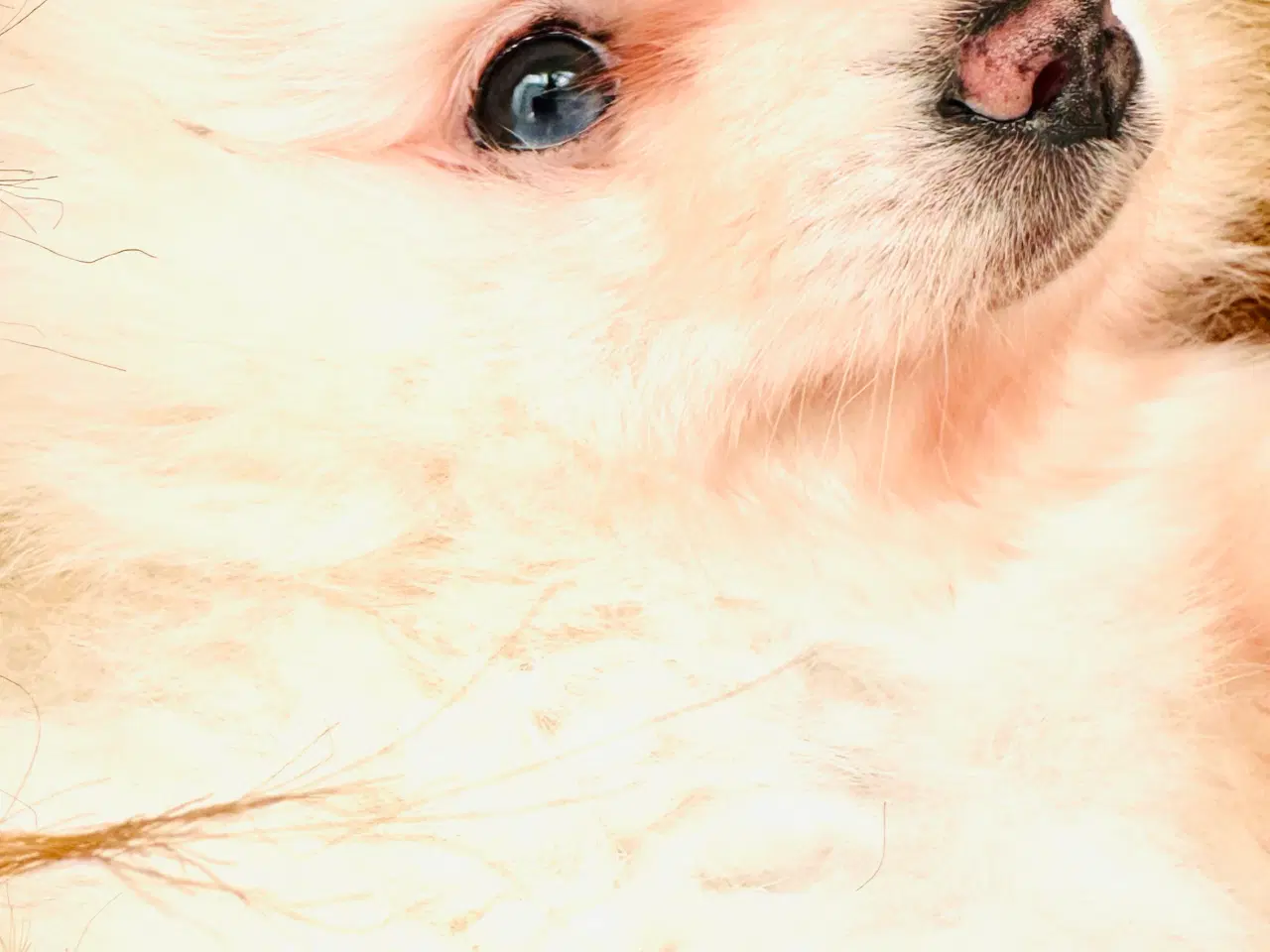 Billede 2 - Pomeranian 