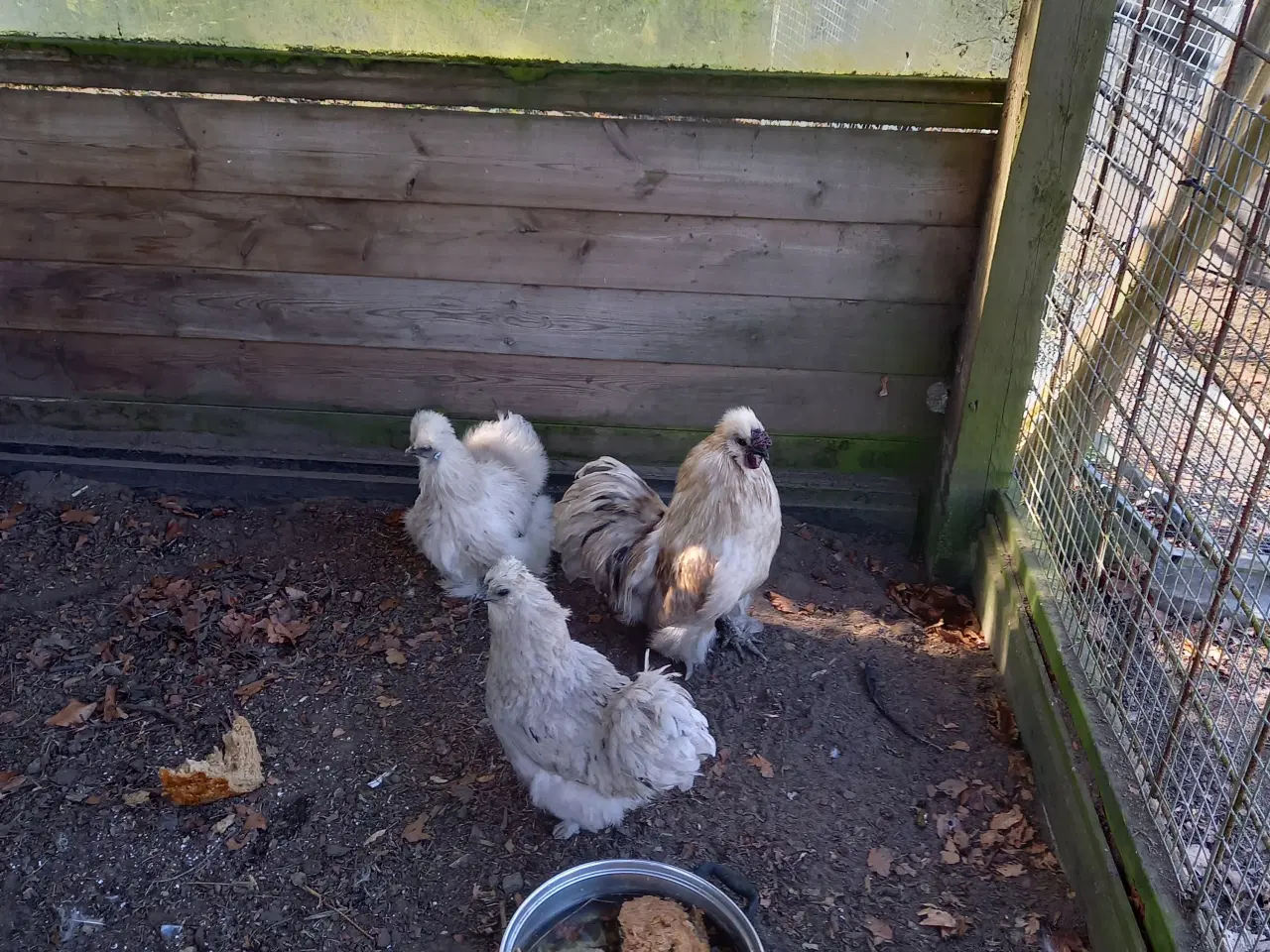 Billede 1 - Silkehøns stor race 