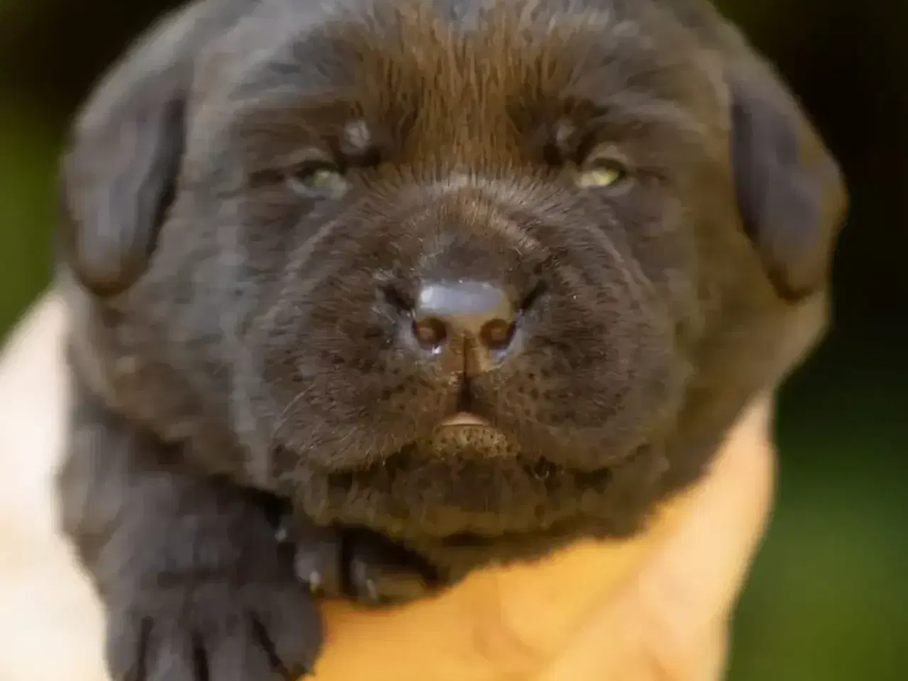Billede 1 - Labrador hvalp klar flytte til nye hjem 9/11
