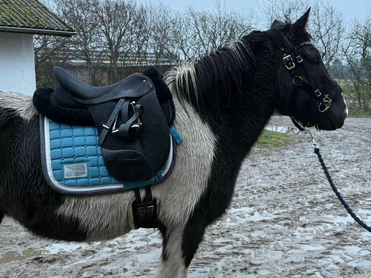 Billede 4 - Smuk islænder unghoppe sælges