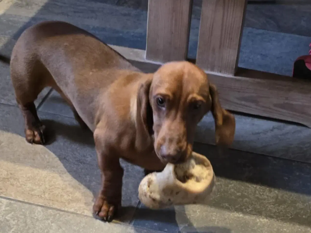 Billede 1 - Danmarks sødeste gravhund hvalp søger et nyt hjem