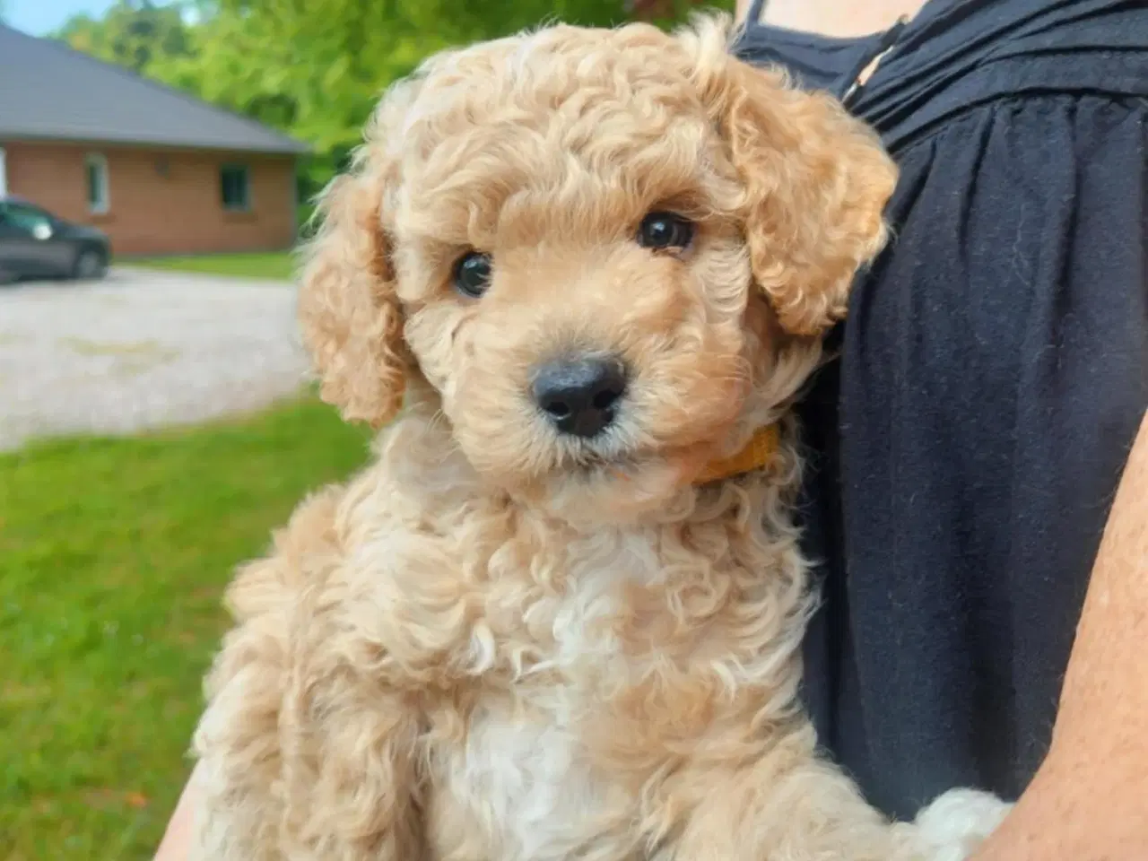 Billede 1 - Cavapoo hvalp
