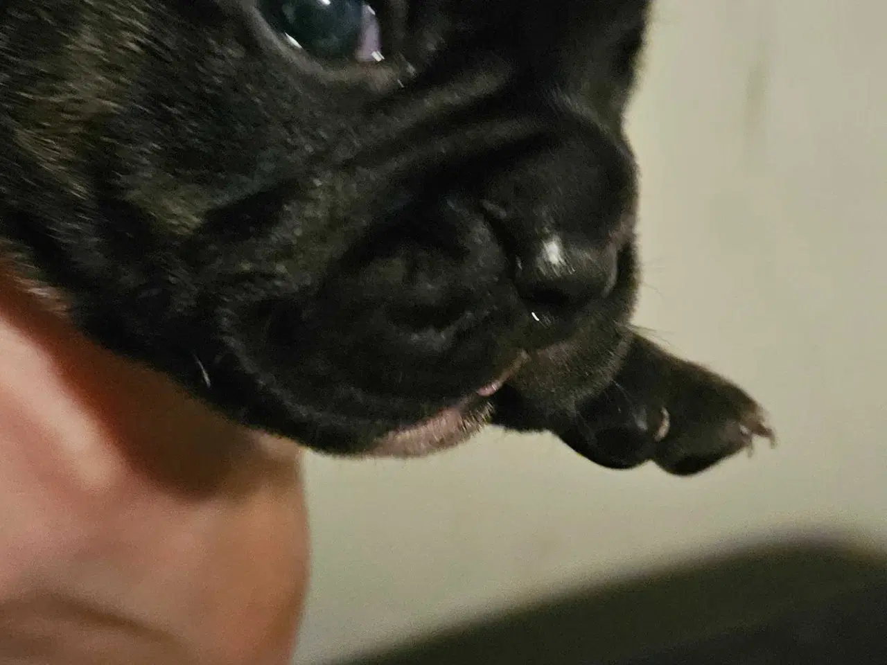 Billede 14 - Fransk bulldog og beagle blandinger født 30/10