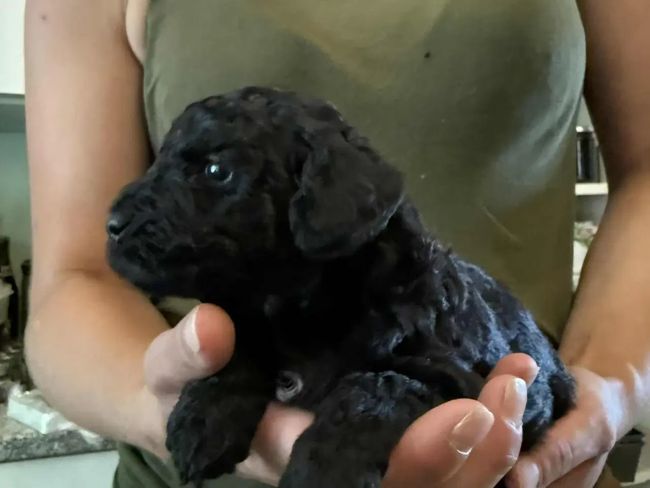 Billede 16 - Labradoodle hvalpe