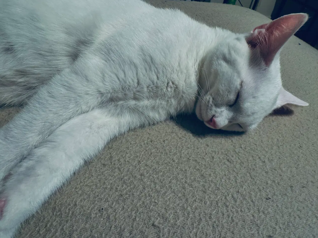 Billede 5 - Søge nyt og trygge hjem