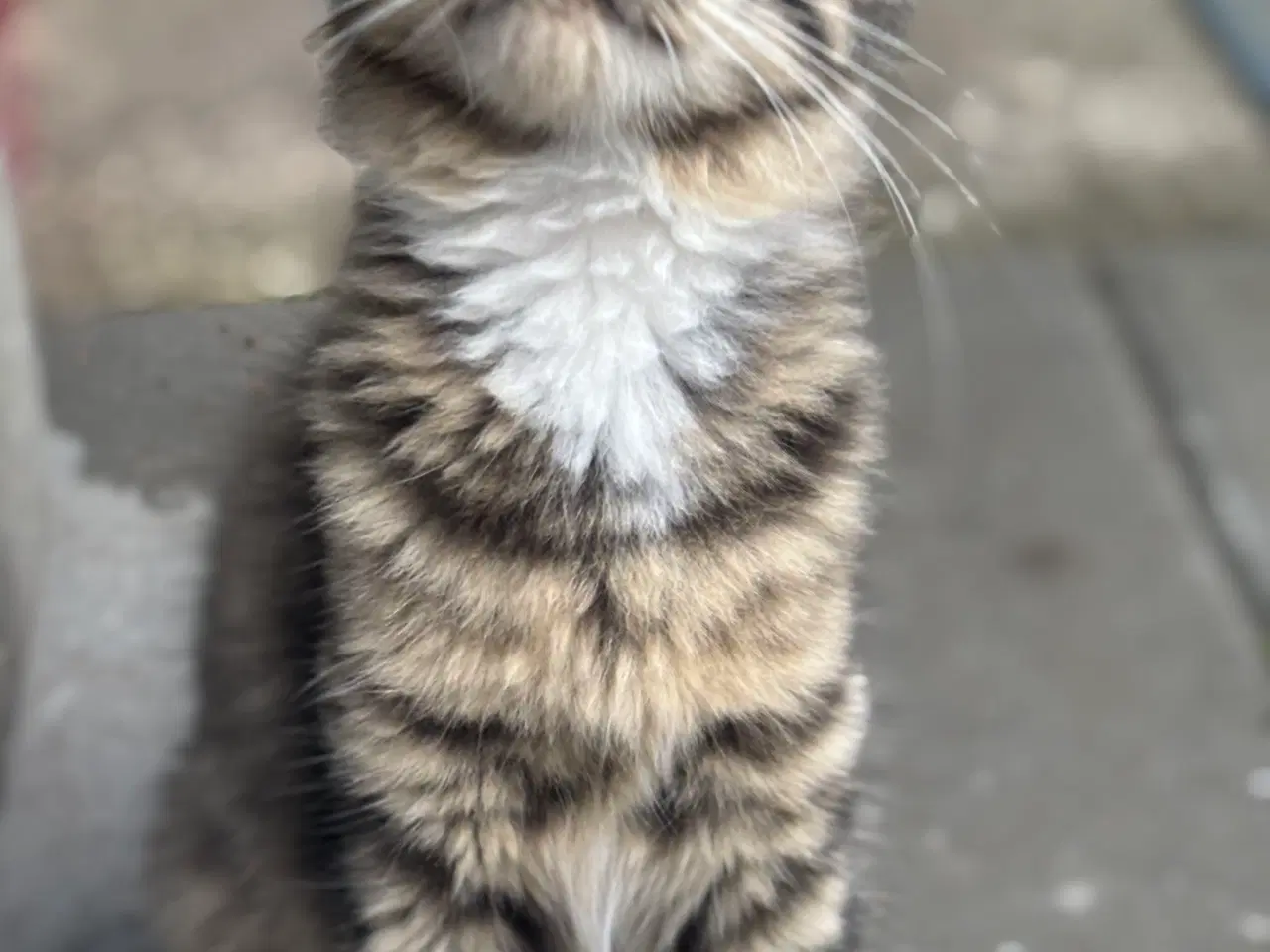 Billede 7 - Smuk kærlig Maine coon pige