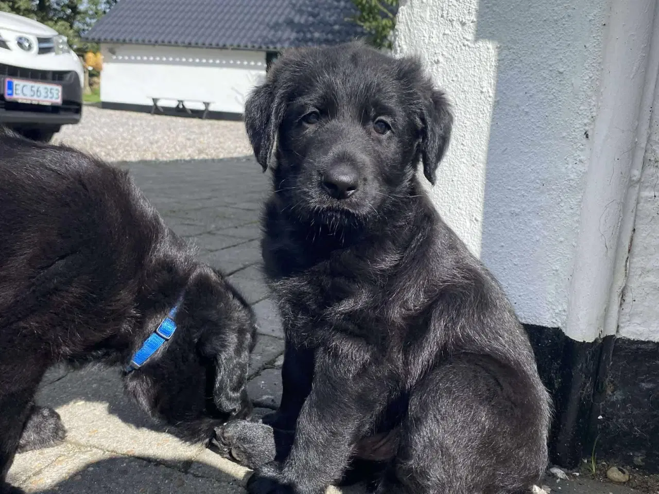 Billede 5 - Hundehvalp Shepadoole