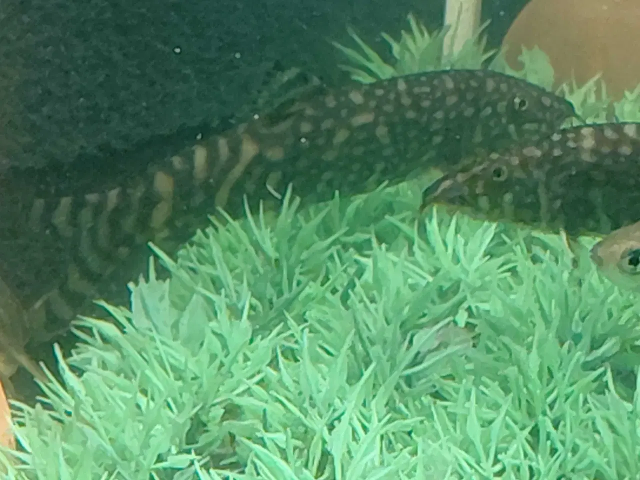 Billede 7 - Smerling