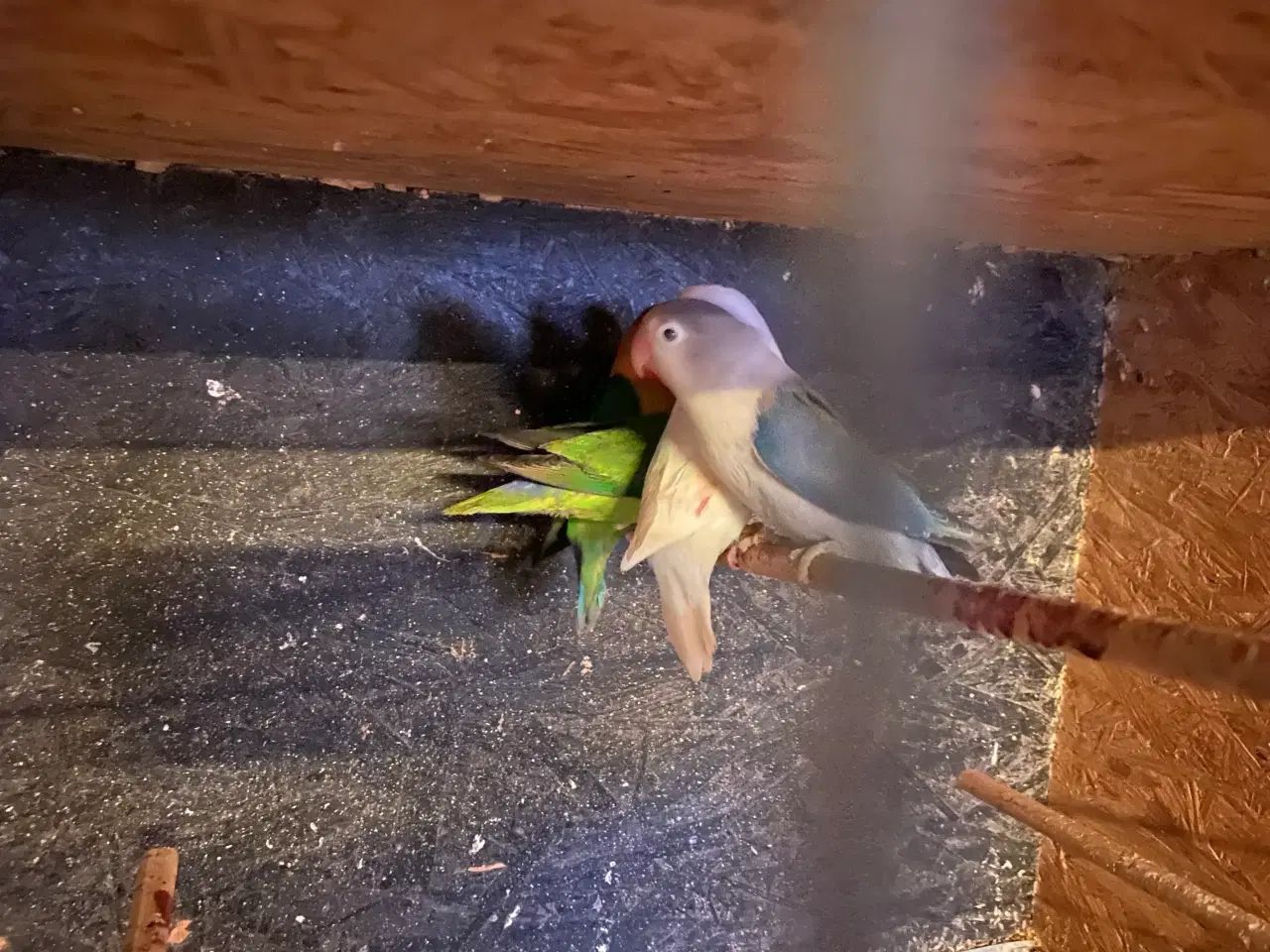 Billede 3 - Dværgpapegøjer 