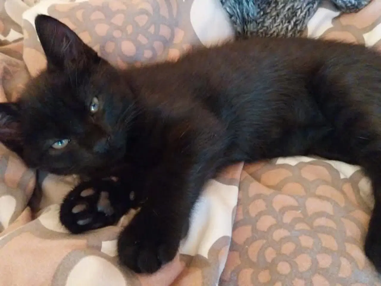Billede 1 -  KATTE KITTEN PERSIAN MIX