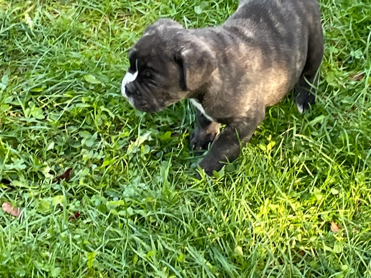 Billede 2 - New english bulldog hvalpe