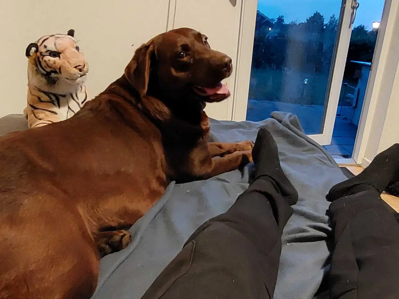 Billede 7 - Olivia brun Labrador 4 år