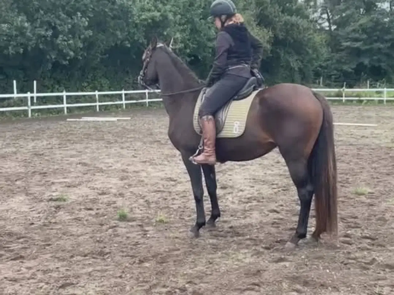 Billede 3 - Smuk Oldenborg hoppe