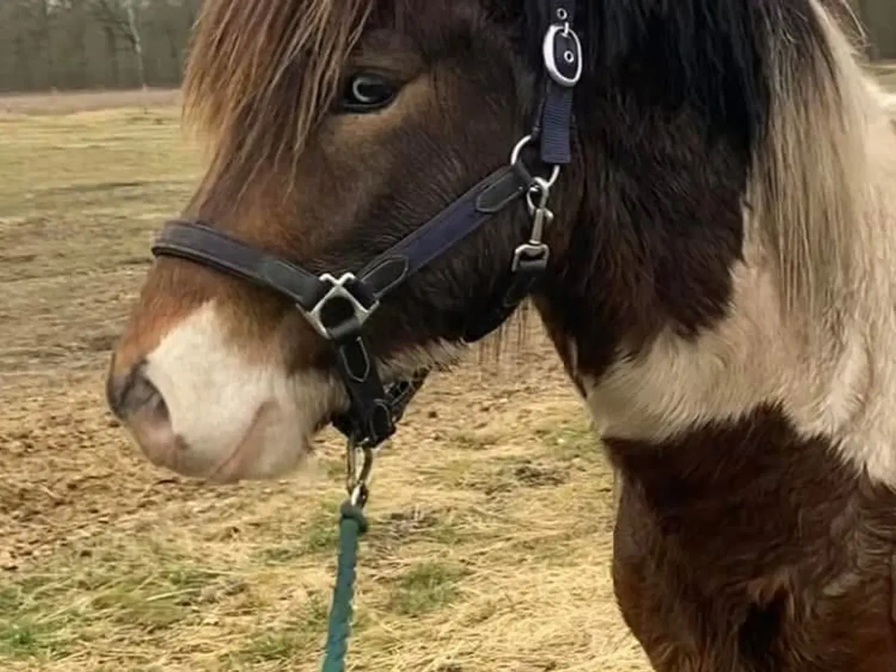 Billede 8 - Islænder hingst/vallak 3 år til sommer