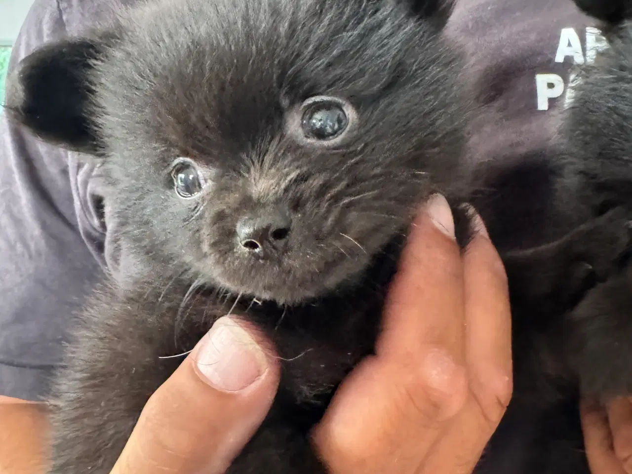 Billede 7 - Pomchi dreng 