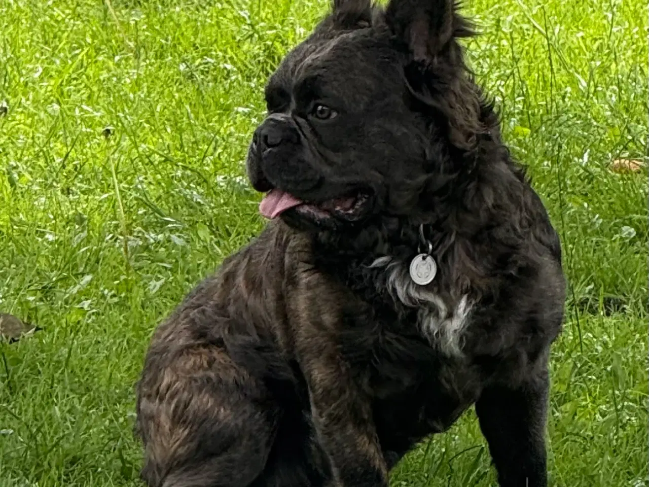 Billede 5 - Fransk bulldog fluffy med stamtavle