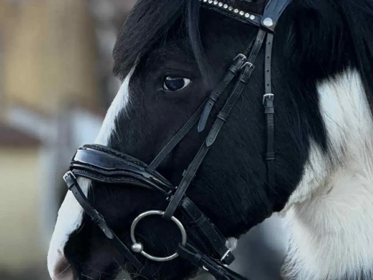 Billede 4 - Sød ukompliceret børne / konehest 