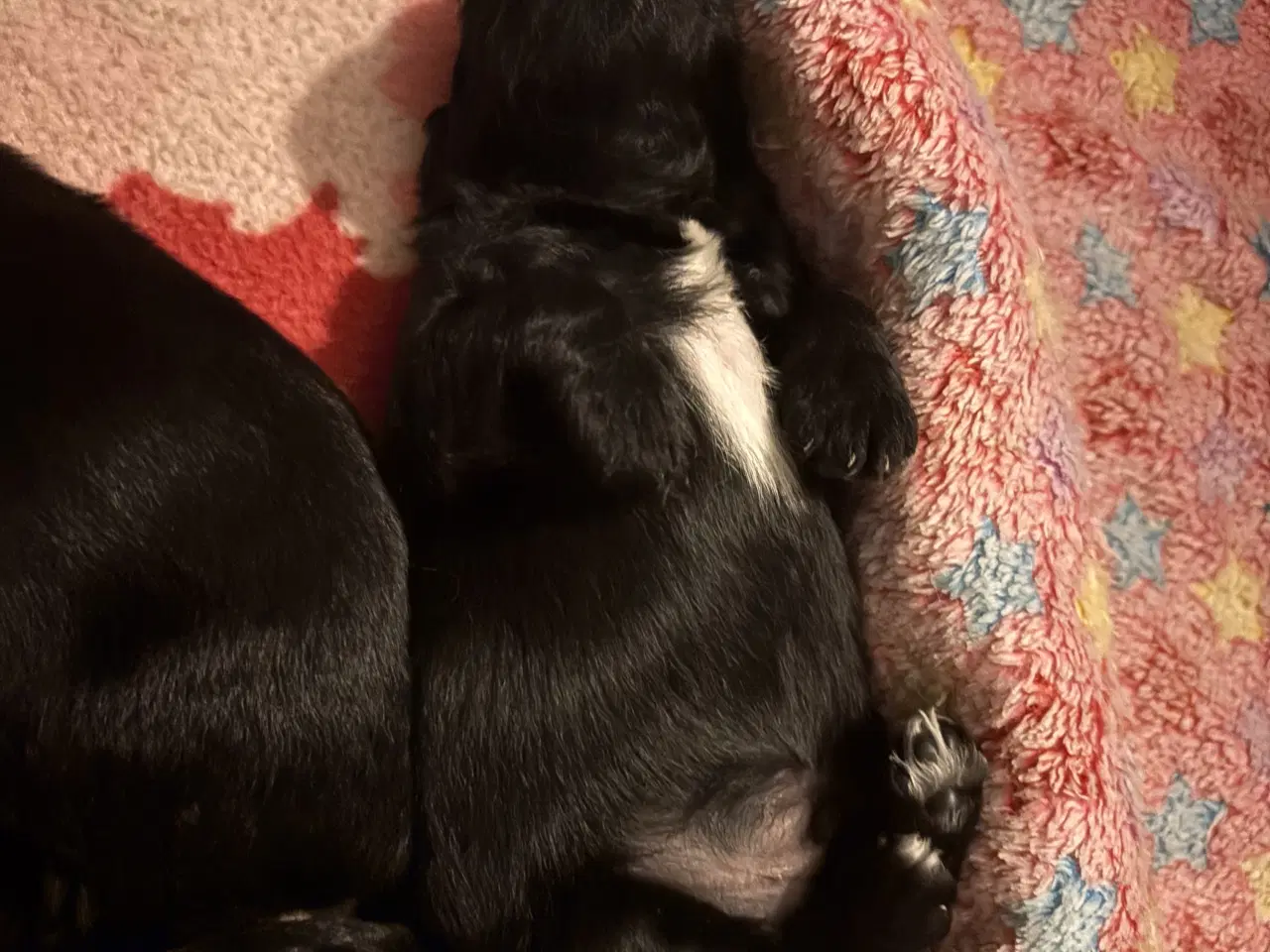 Billede 8 - Dejlige små bamser 💗