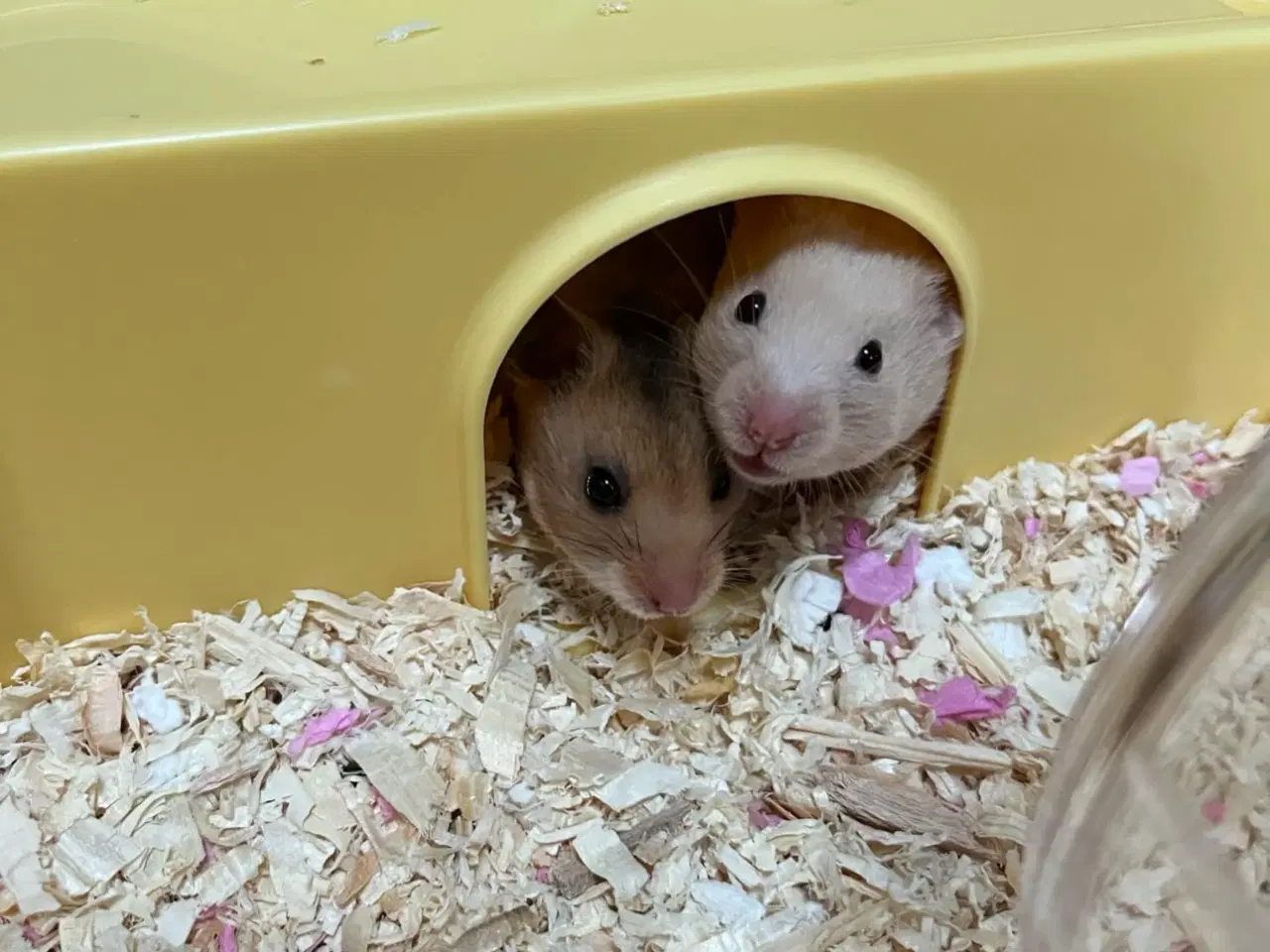 Billede 1 - To guldhamster søstre søger nyt og kærligt hjem