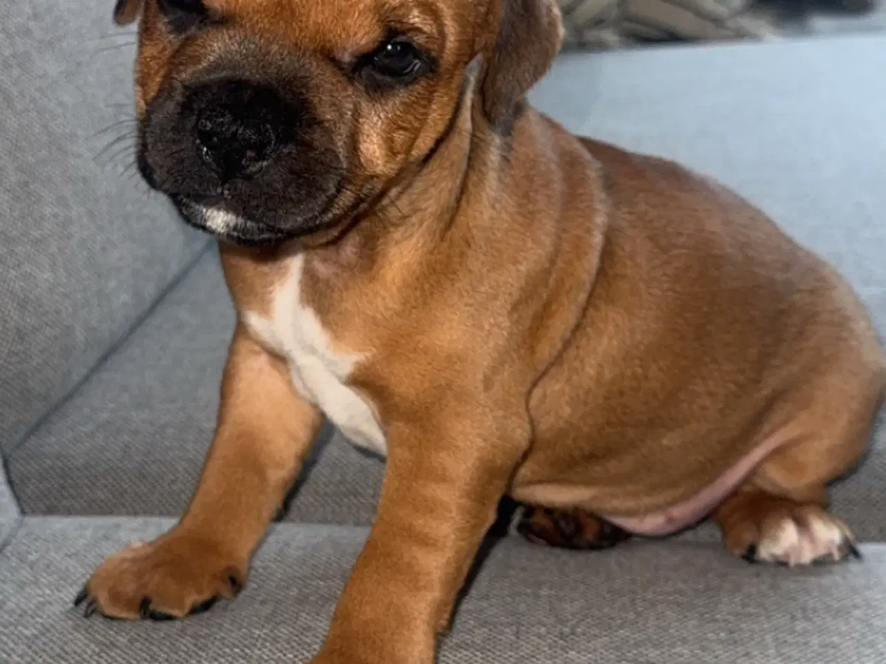 Billede 3 - staffordshire bull terrier