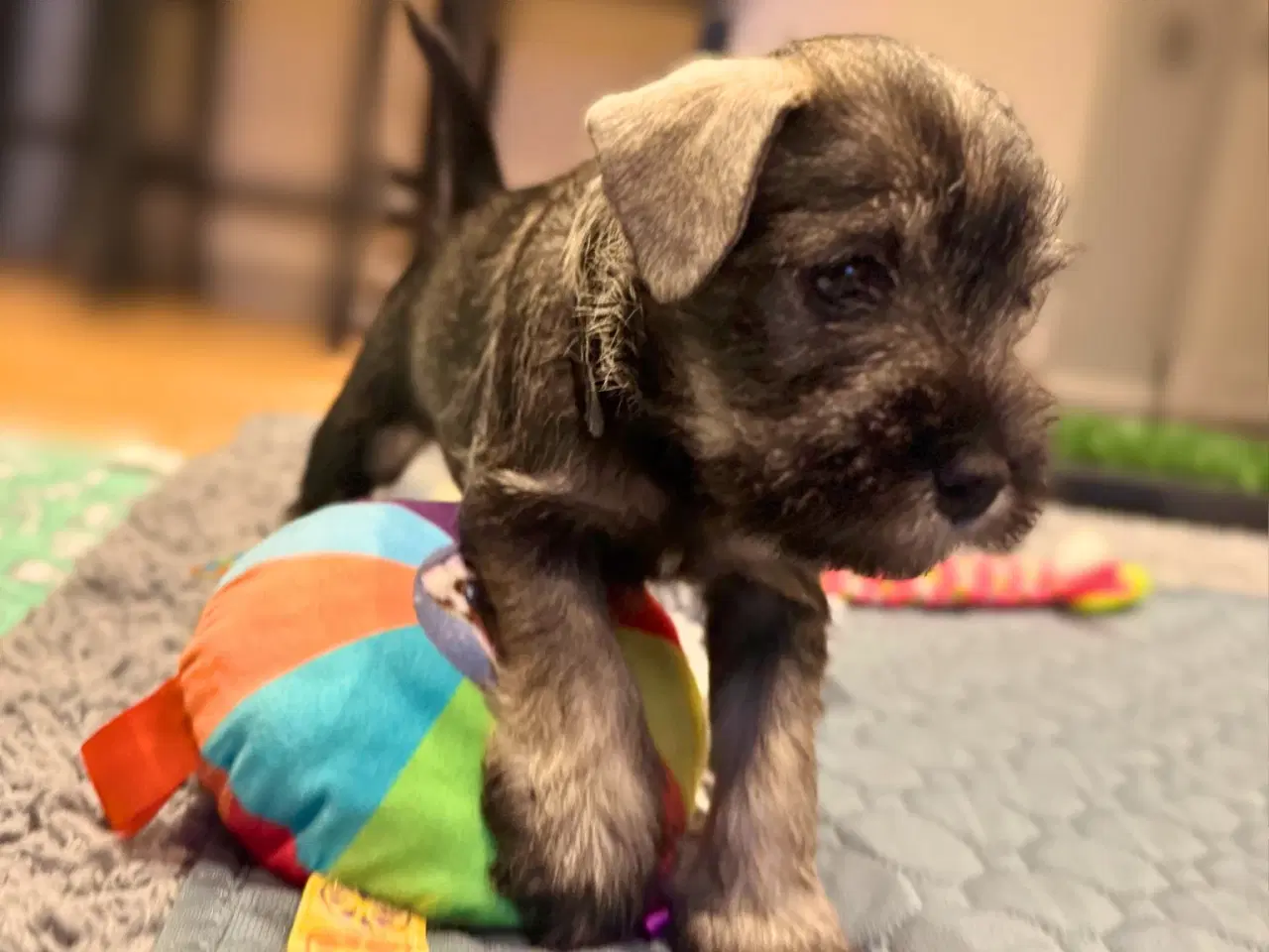 Billede 3 - Puppy Miniature Schnauzer, Dværgschnauzer FCI