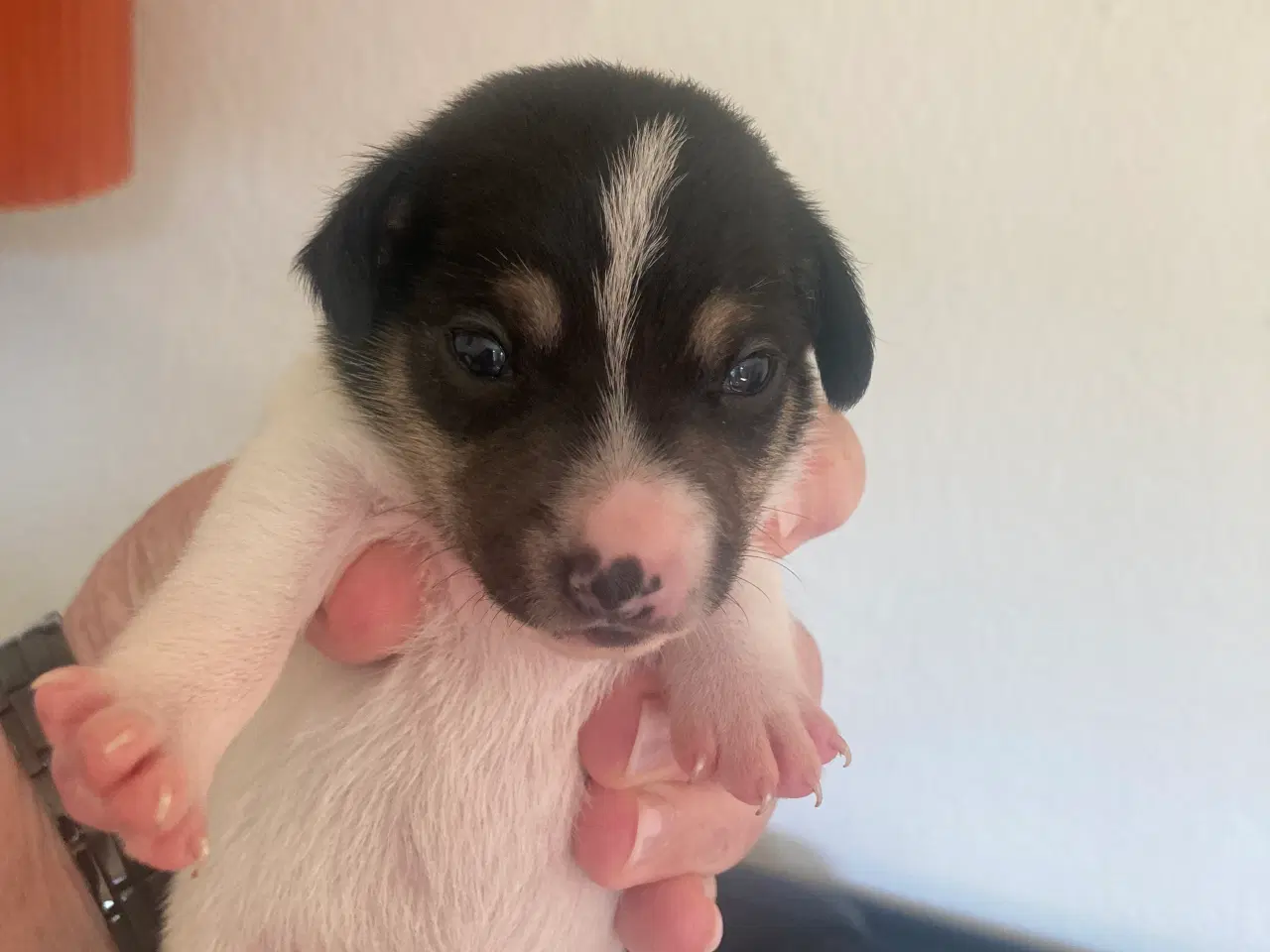 Billede 4 - Dansk/svensk gårdhunde hvalpe