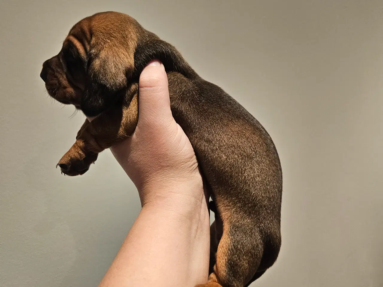 Billede 13 - Gravhundehvalpe 