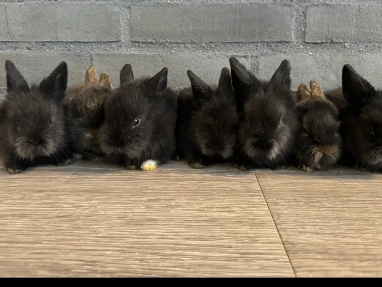 Billede 1 - Vi er klar nu til nye hjem.