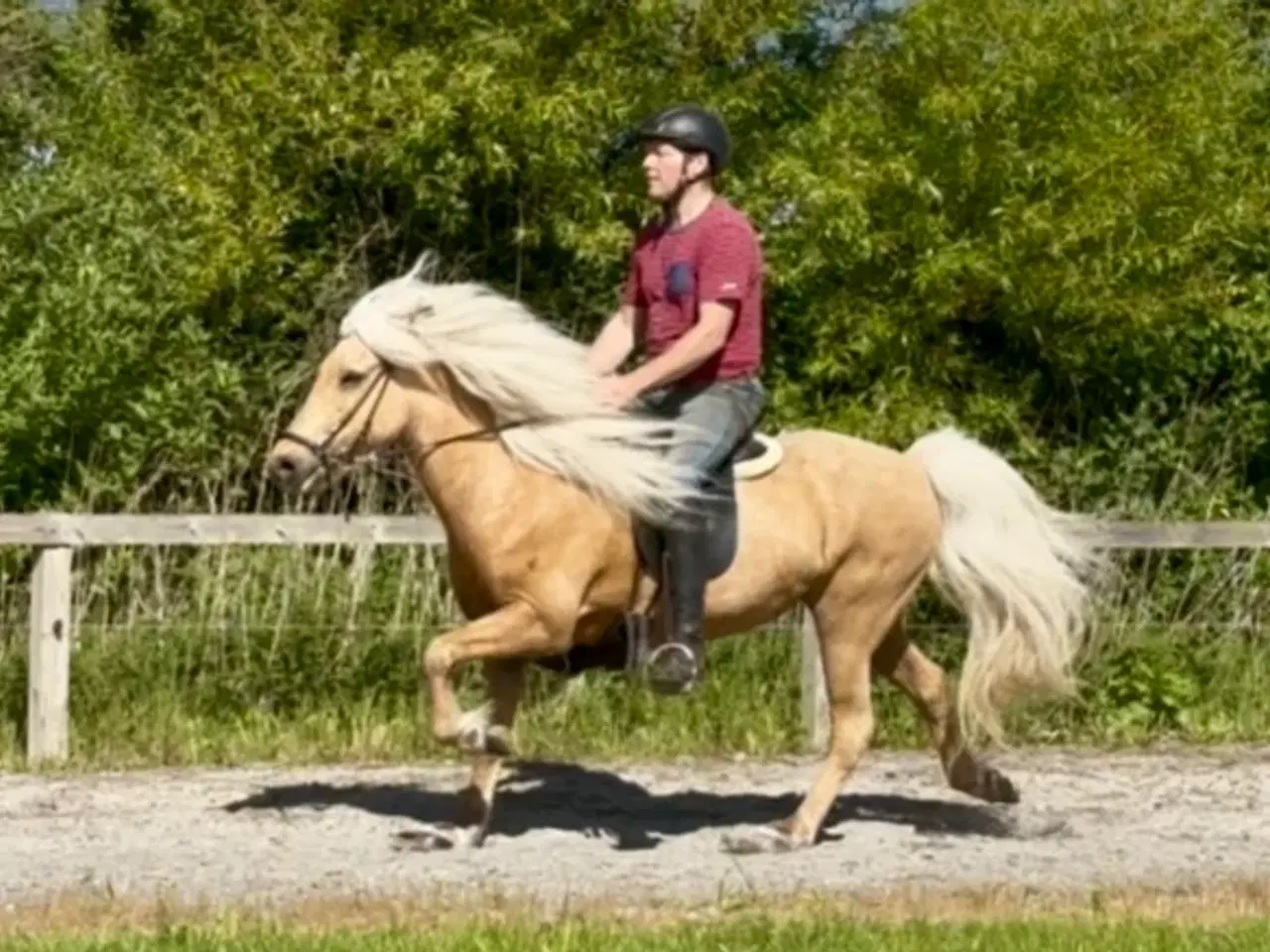 Billede 4 - Smuk palomino islænder 