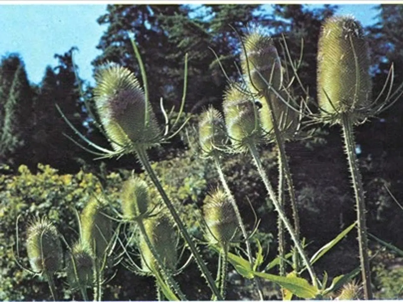 Billede 2 - Kartebolle - haveplante