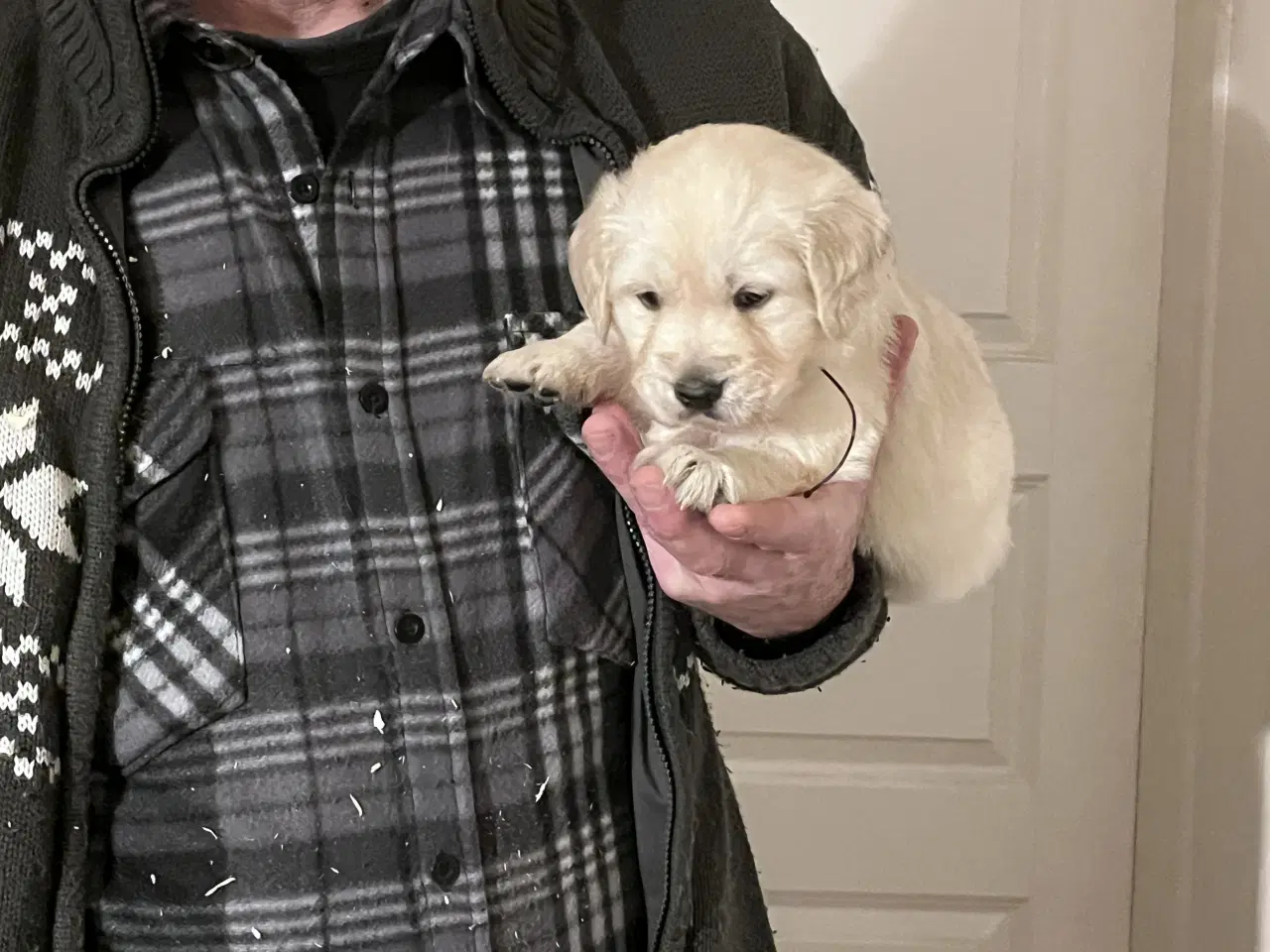 Billede 5 - Golden Retriever hvalpe