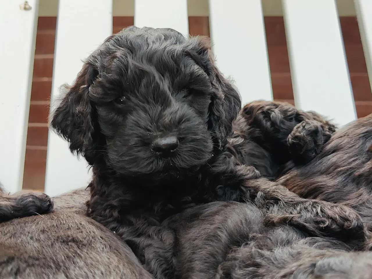 Billede 1 - Hundehvalp doodle blanding 