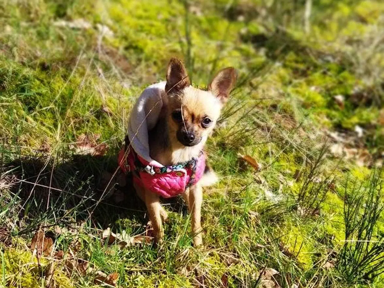 Billede 5 - Chihuahua blanding hunhund